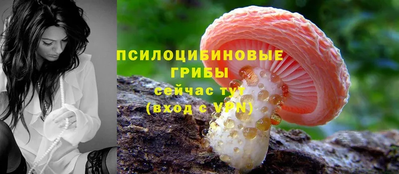 Галлюциногенные грибы Psilocybine cubensis  Новошахтинск 